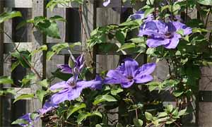 Озеленяване на ограда с клематис (Clematis sp.)