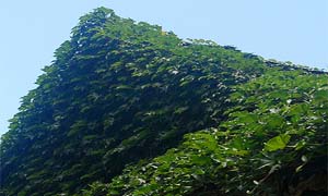 Листа на партеноцисус (Parthenocissus sp.) - вертикално озеленяване
