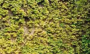 вертикално озеленяване на стена чрез партеноцисус (Parthenocissus sp.)