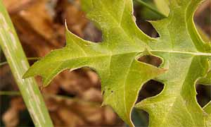 Леко бодливите листа на Акантус (Acanthus spinosus)