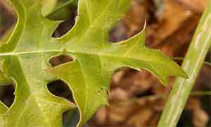 Влакнест страшник - Акантус (Acanthus spinosus) листо